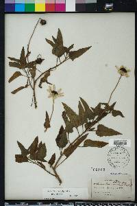 Helianthus debilis image