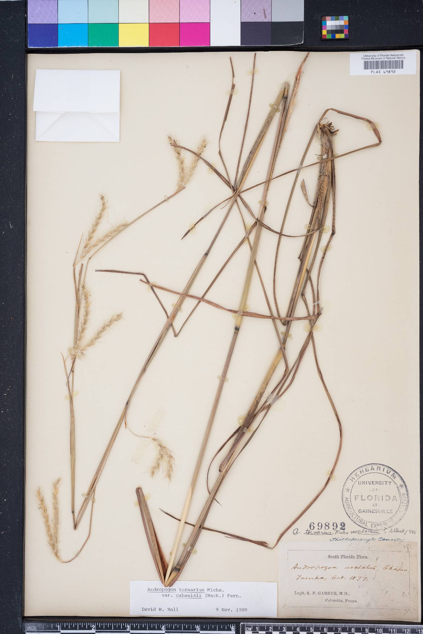 Andropogon cabanisii image