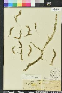 Mayaca fluviatilis image