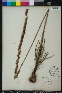 Liatris tenuifolia image