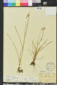 Callisia graminea image