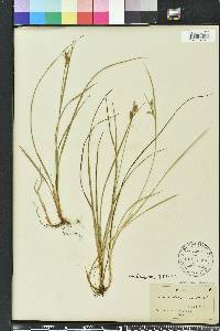 Carex dasycarpa image