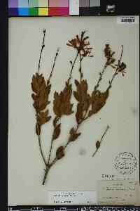 Bejaria racemosa image