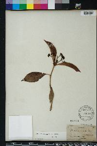 Psychotria nervosa image