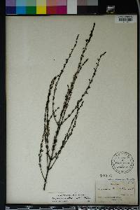 Seymeria cassioides image