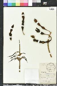 Erythrina herbacea image
