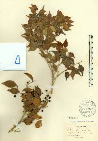 Eugenia confusa image