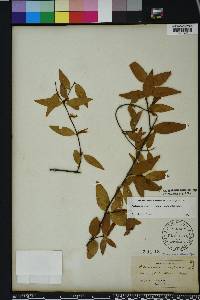 Gelsemium sempervirens image