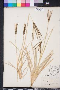 Eustachys petraea image