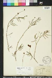 Neptunia pubescens image