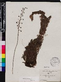 Utricularia foliosa image