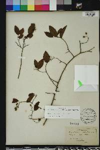 Berchemia scandens image