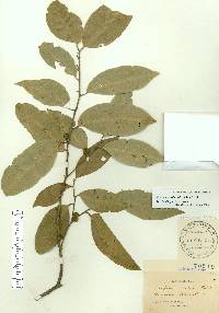 Drypetes lateriflora image