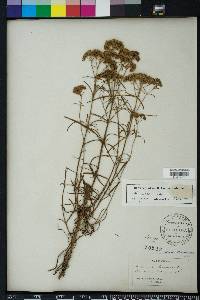 Flaveria linearis image