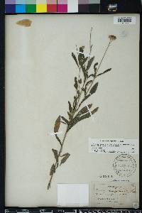 Melanthera angustifolia image