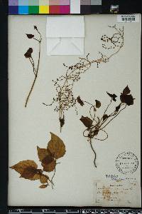 Valeriana scandens image