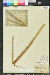 Tripsacum dactyloides image