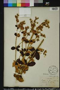 Eriogonum tomentosum image