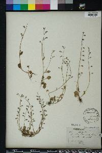 Lobelia feayana image