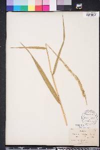 Panicum hemitomon image