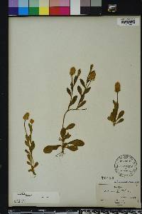 Polygala lutea image