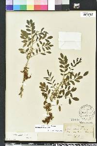 Indigofera suffruticosa image