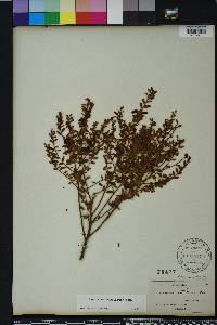 Vaccinium myrsinites image