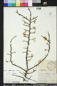 Prunus angustifolia image