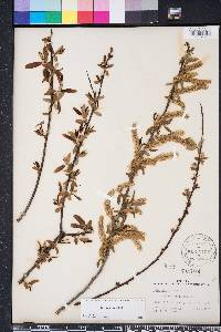 Salix caroliniana image