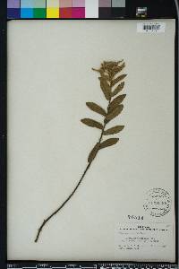 Pluchea baccharis image