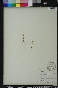 Bartonia verna image