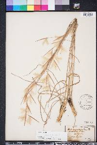 Andropogon longiberbis image