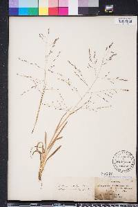 Eragrostis refracta image