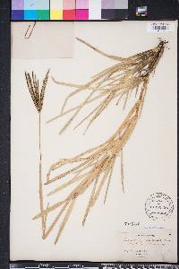 Eustachys petraea image