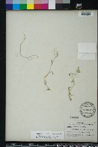 Campanula floridana image