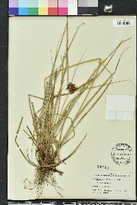 Cyperus planifolius image