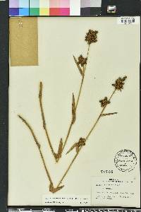 Fuirena breviseta image