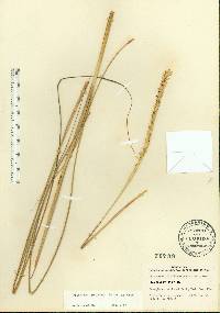 Tripsacum floridanum image