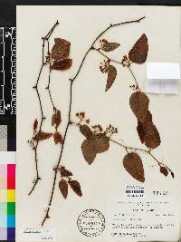 Smilax walteri image