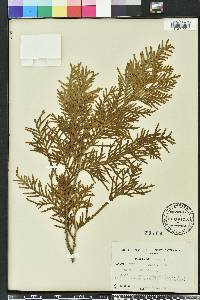 Thuja occidentalis image