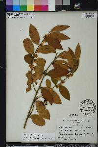 Leucothoe axillaris image