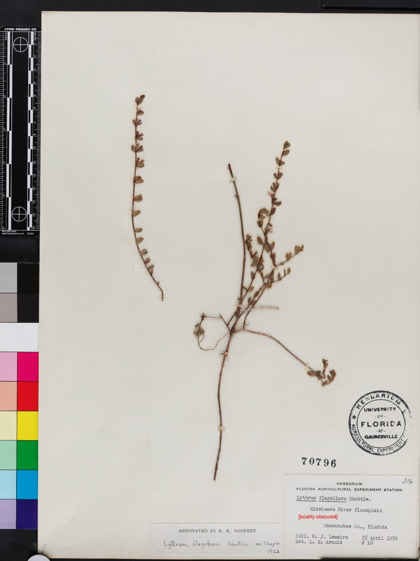 Lythrum flagellare image