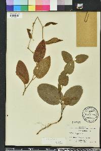 Smilax pumila image