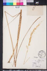 Sorghastrum secundum image