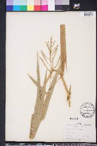 Phanopyrum gymnocarpon image