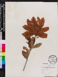 Exothea paniculata image