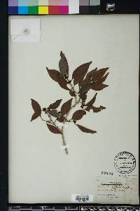 Eugenia axillaris image