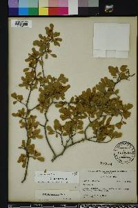 Crataegus michauxii image