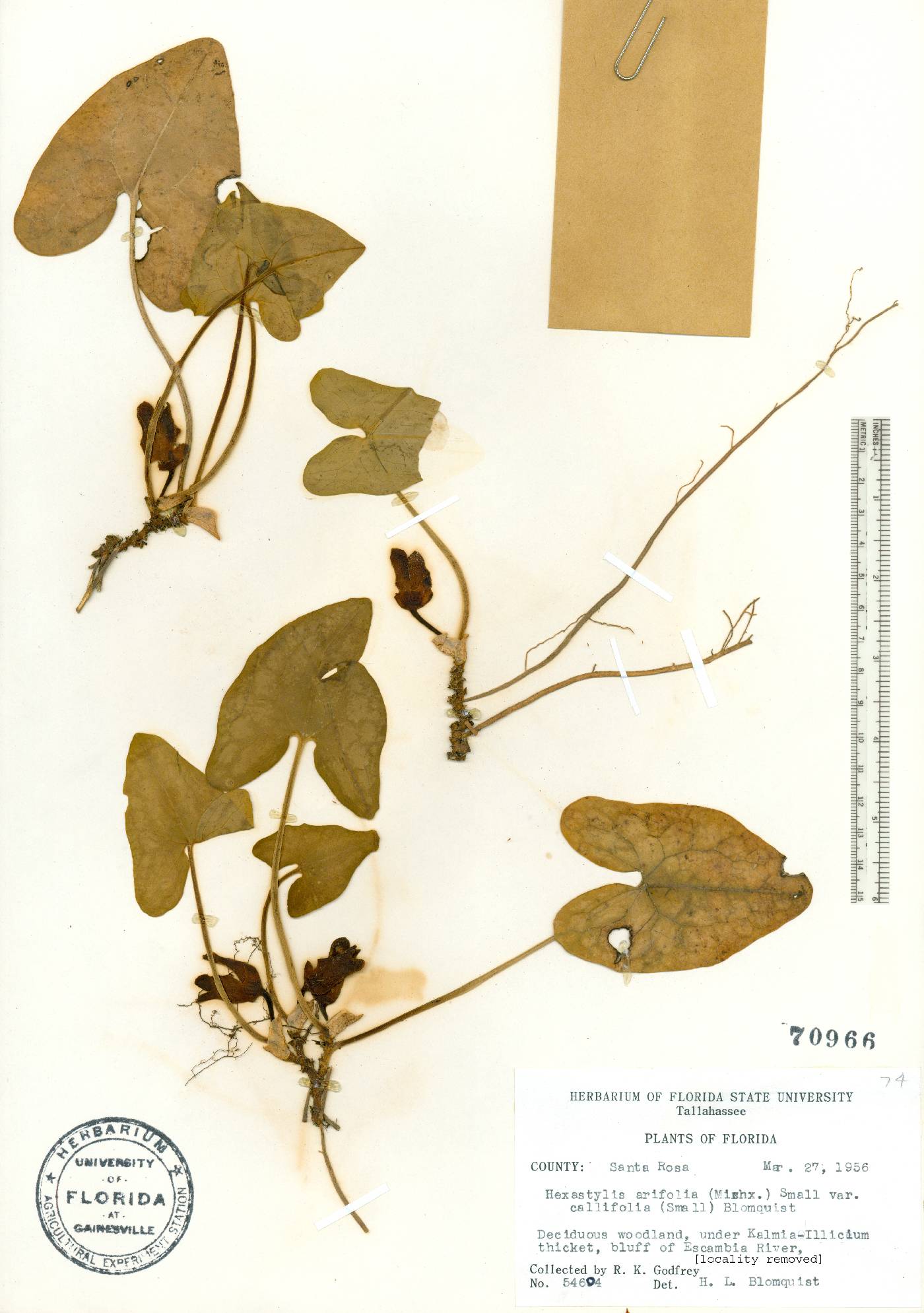 Hexastylis arifolia image