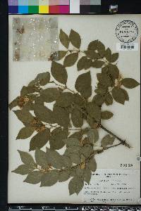 Lonicera maackii image